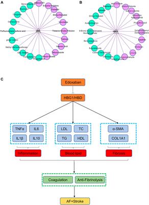 Beneficial Effect of Edoxaban on Preventing Atrial Fibrillation and Coagulation by Reducing Inflammation via HBG1/HBD Biomarkers